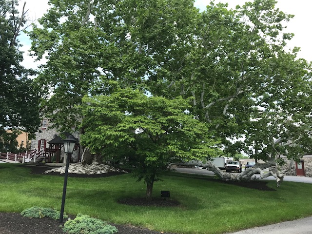 SPRING TREE & Farmhouse